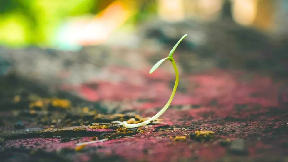 Growing Plant Spouting Up From Ground